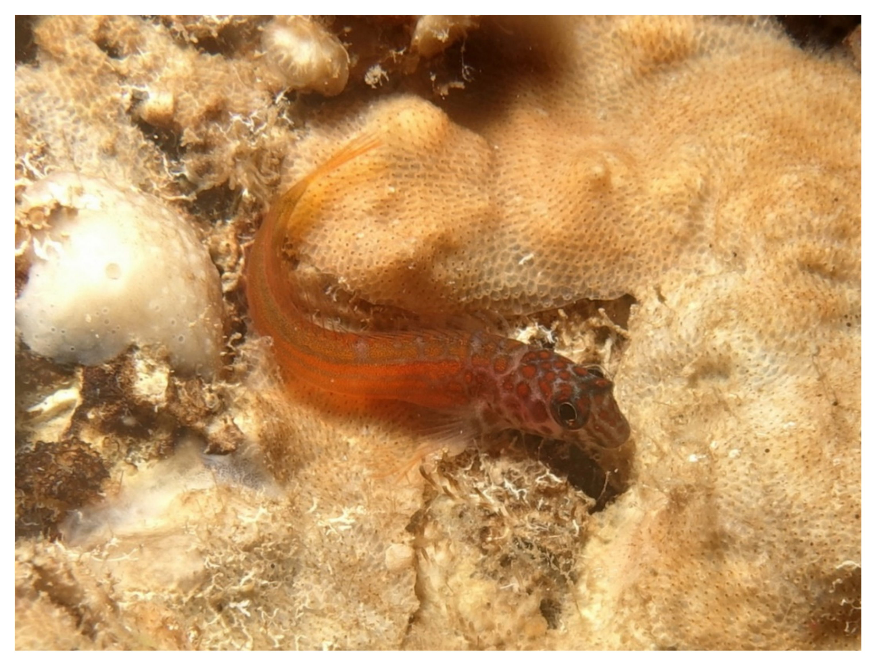 Jmse 09 00557 g006