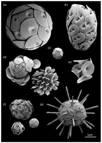 Jmse 10 00798 g001 550