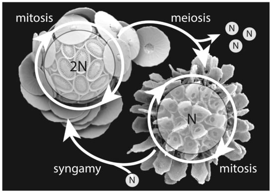 Jmse 10 00798 g002 550