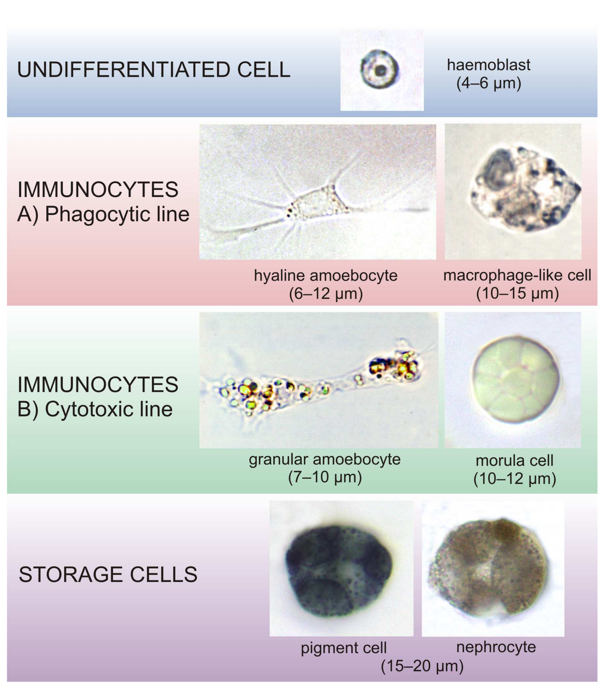Jmse 10 00987 g001 Jmse 10 00987 g001