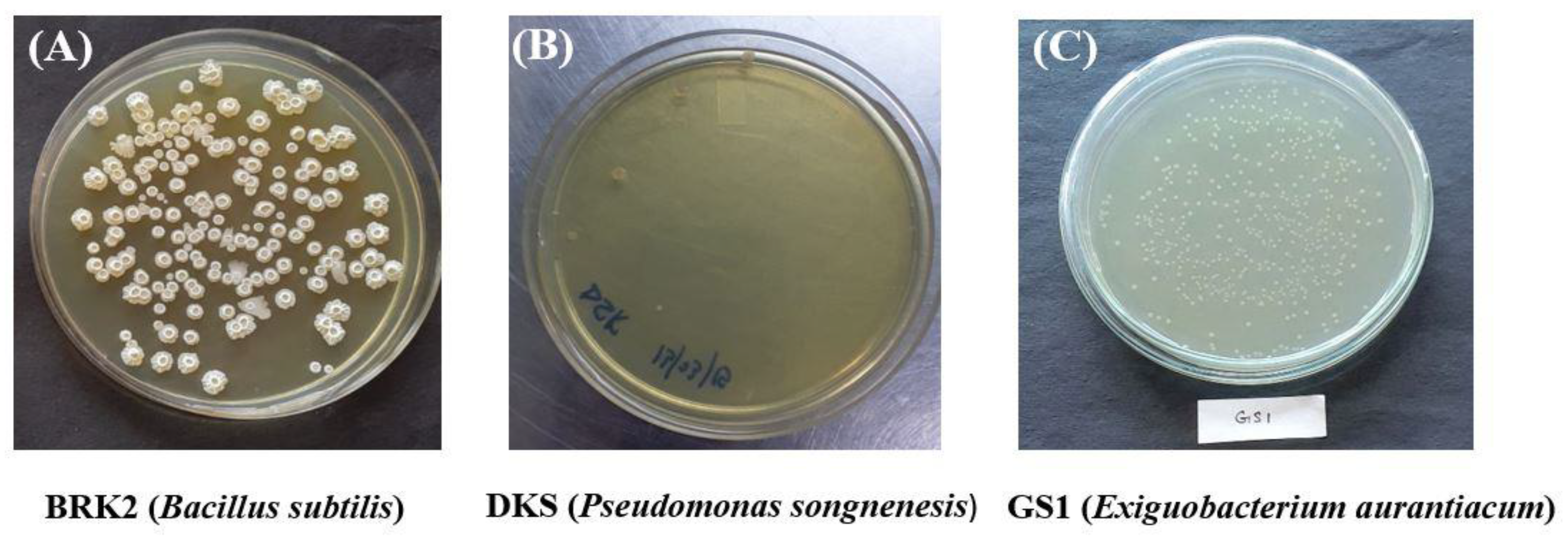 Jmse 11 00088 g009 Jmse 11 00088 g009