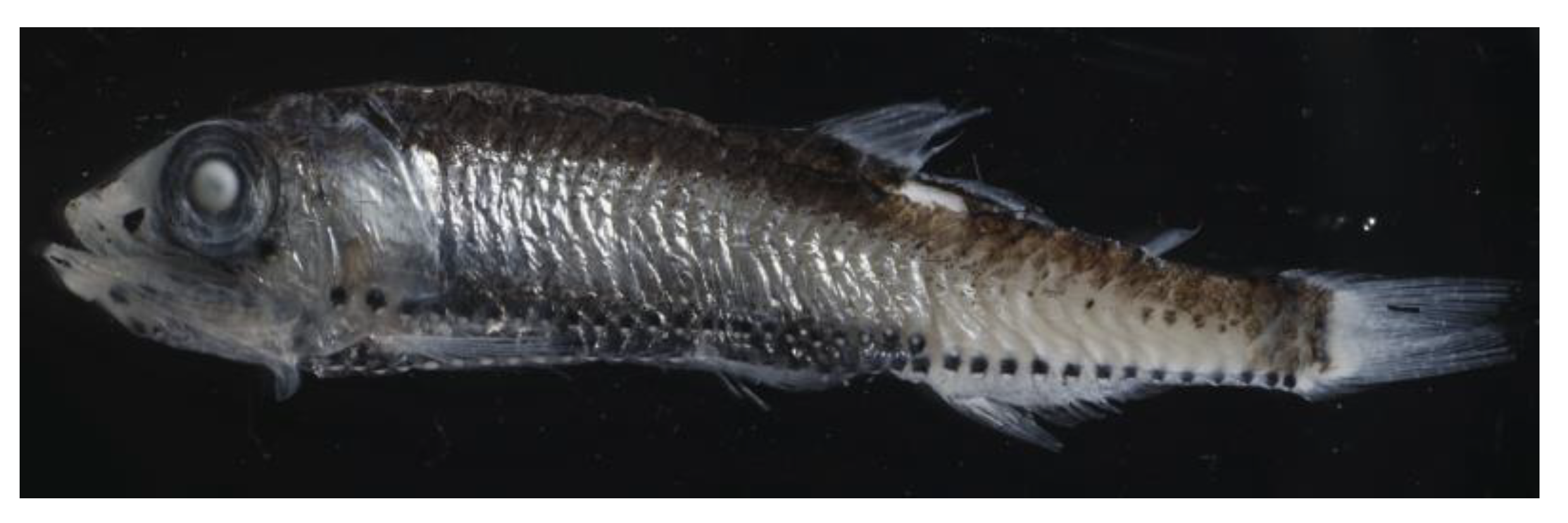 Jmse 11 00257 g002 Jmse 11 00257 g002