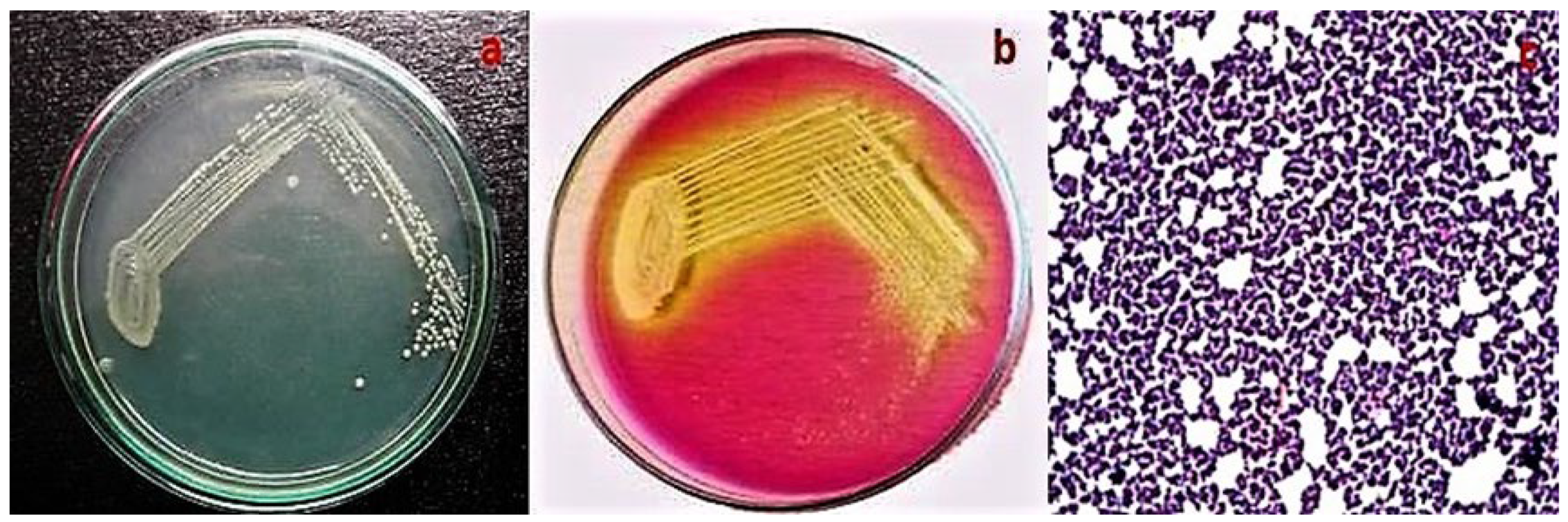 Jmse 11 00778 g001 Jmse 11 00778 g001