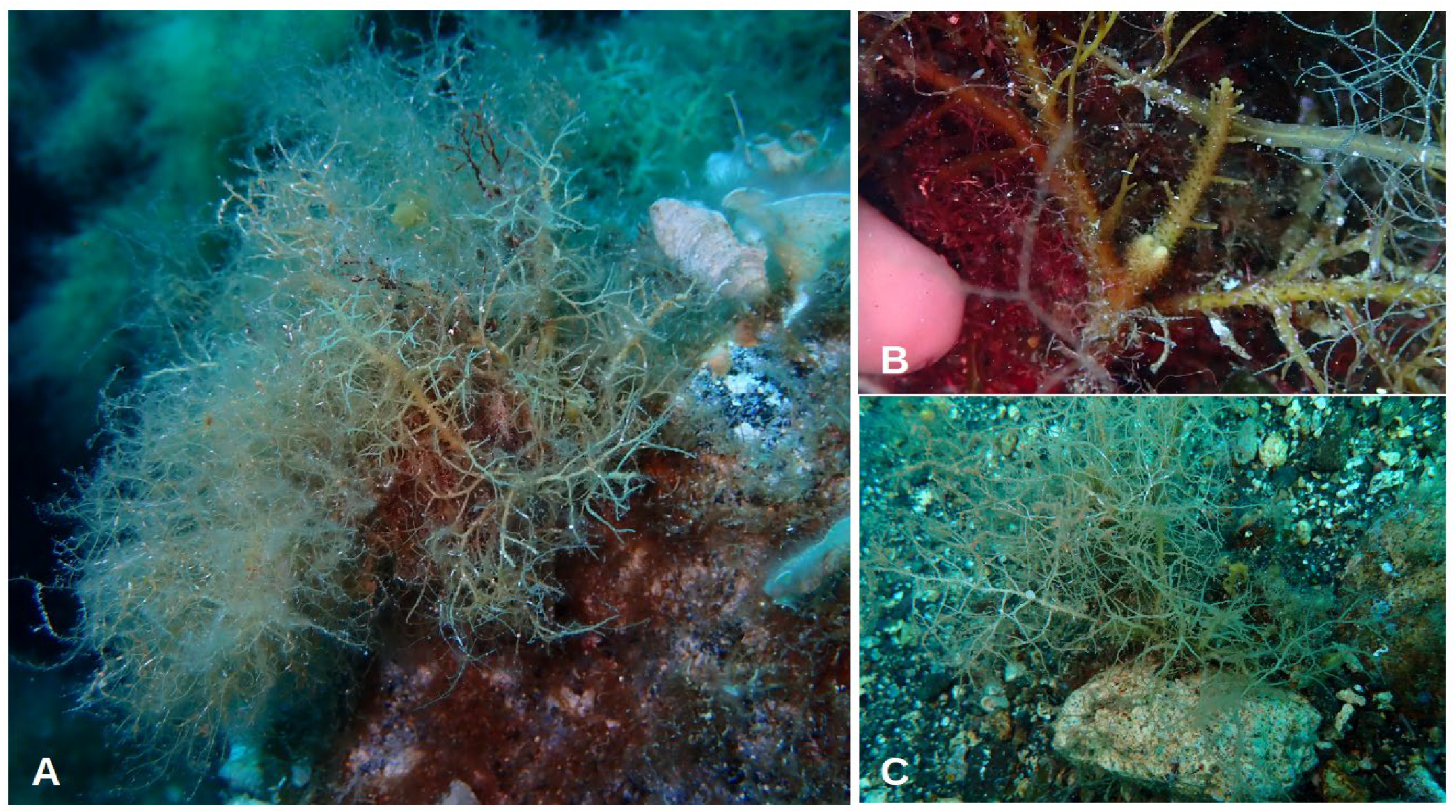 Jmse 11 02222 g004 Jmse 11 02222 g004