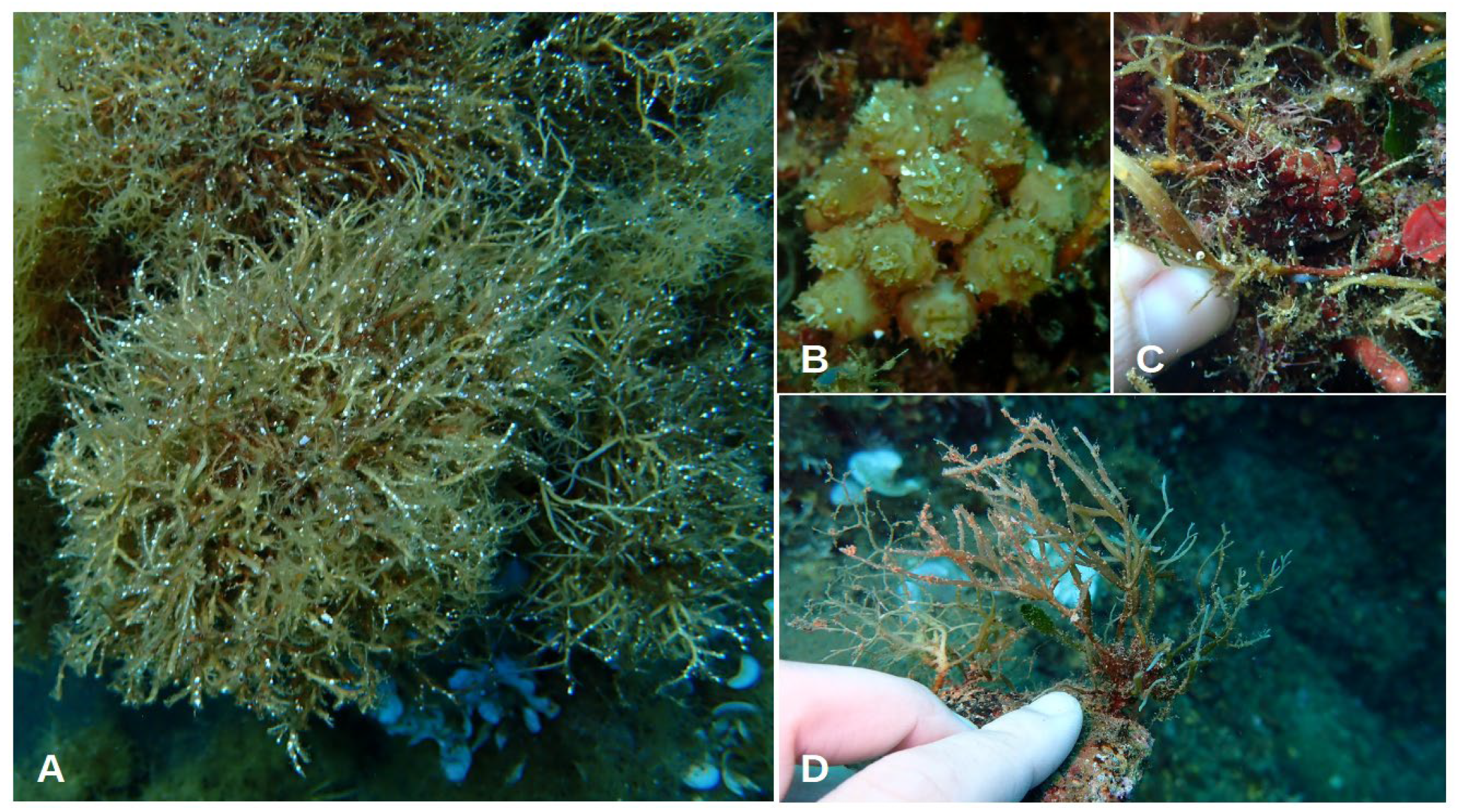 Jmse 11 02222 g005 Jmse 11 02222 g005