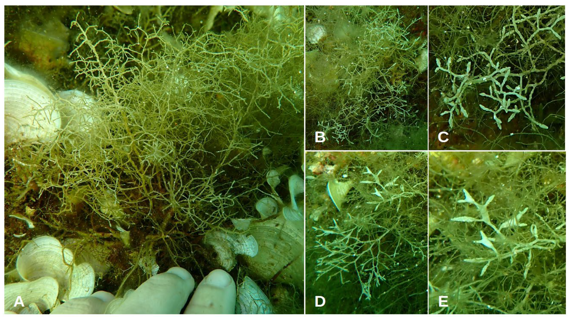 Jmse 11 02222 g006 Jmse 11 02222 g006