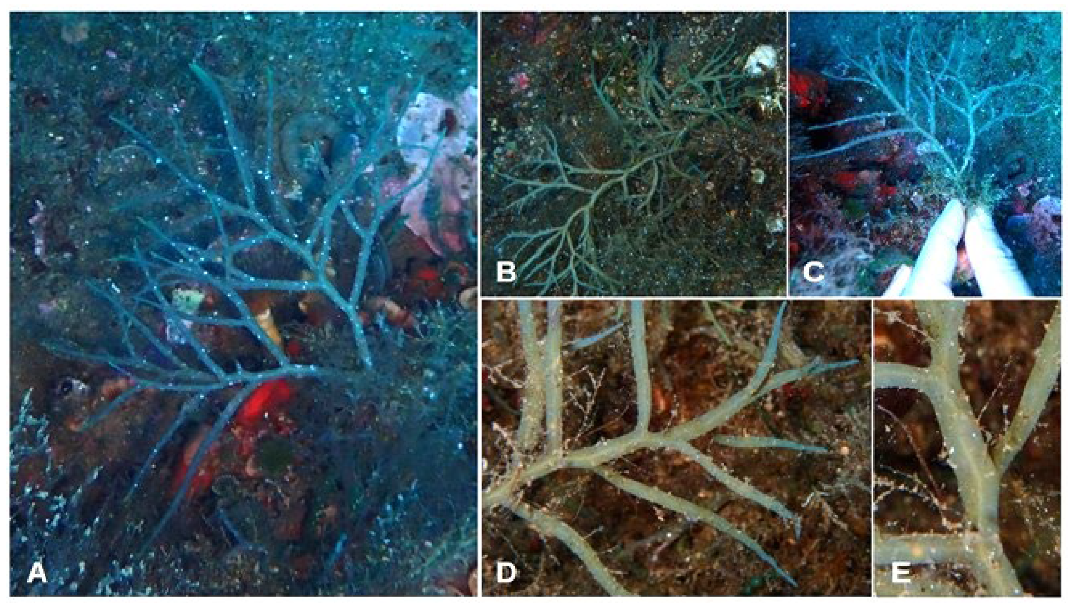 Jmse 11 02222 g007 Jmse 11 02222 g007