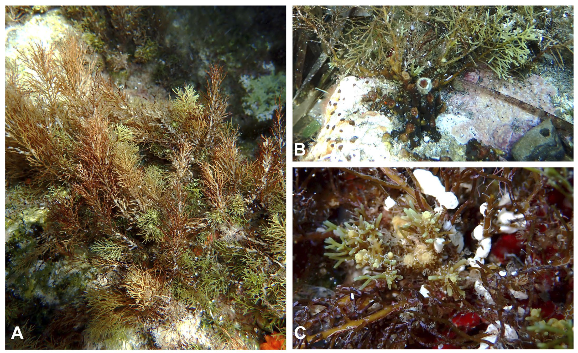 Jmse 11 02222 g008 Jmse 11 02222 g008