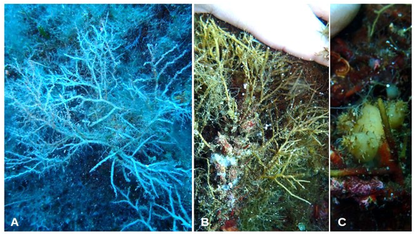 Jmse 11 02222 g010 Jmse 11 02222 g010