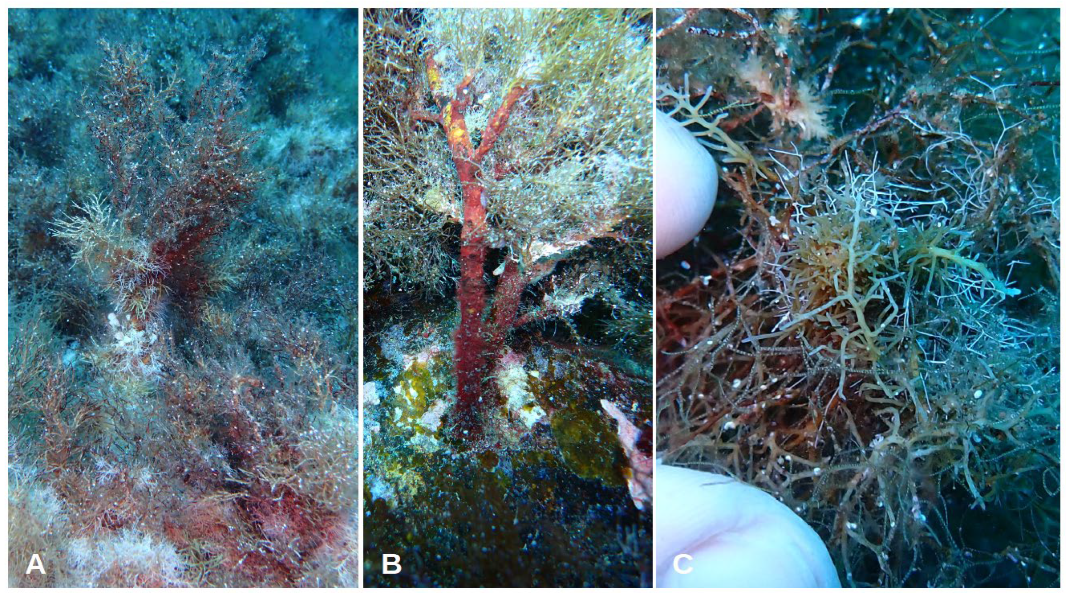 Jmse 11 02222 g011 Jmse 11 02222 g011