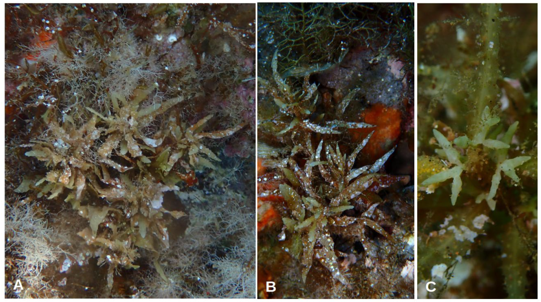 Jmse 11 02222 g012 Jmse 11 02222 g012