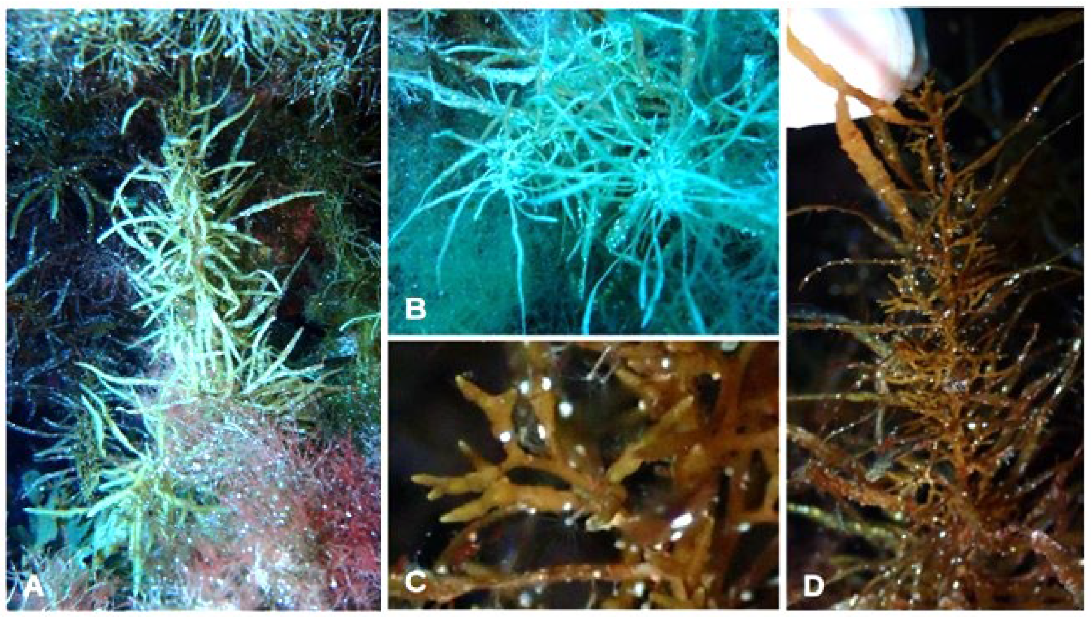 Jmse 11 02222 g013 Jmse 11 02222 g013