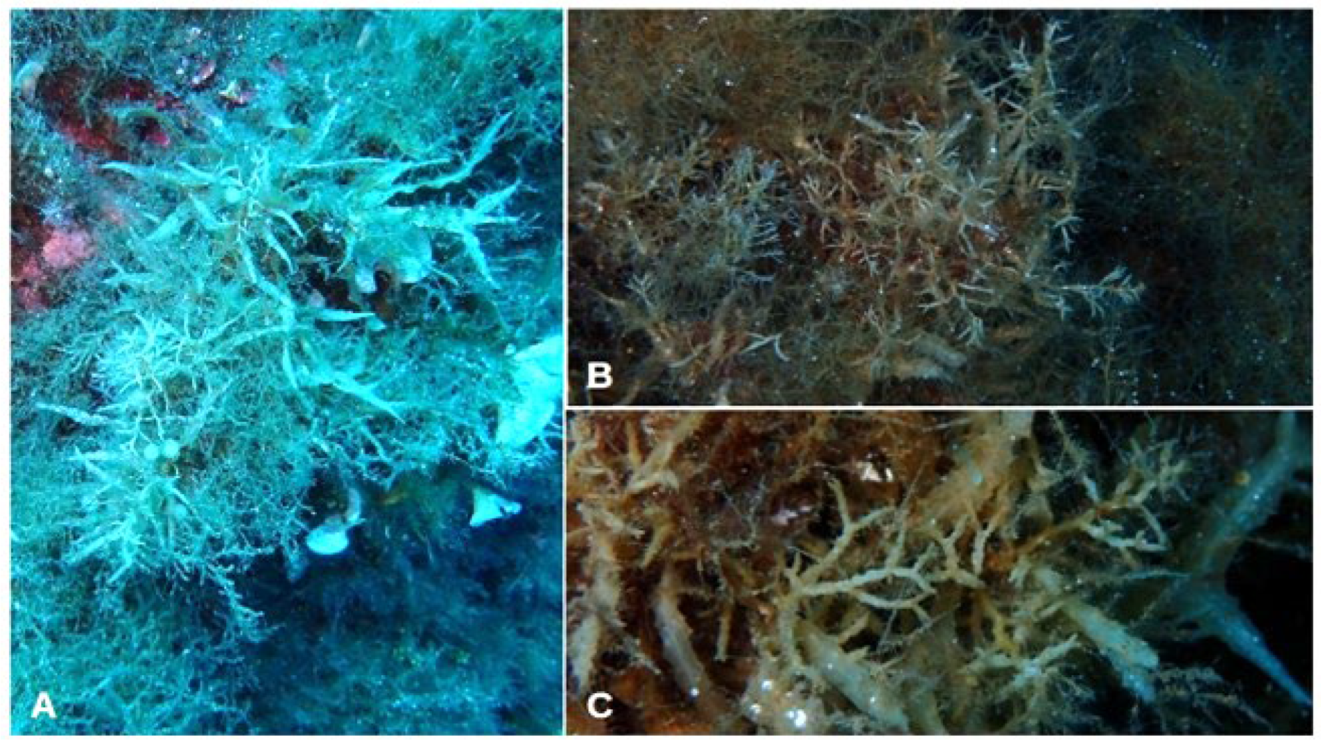 Jmse 11 02222 g015 Jmse 11 02222 g015