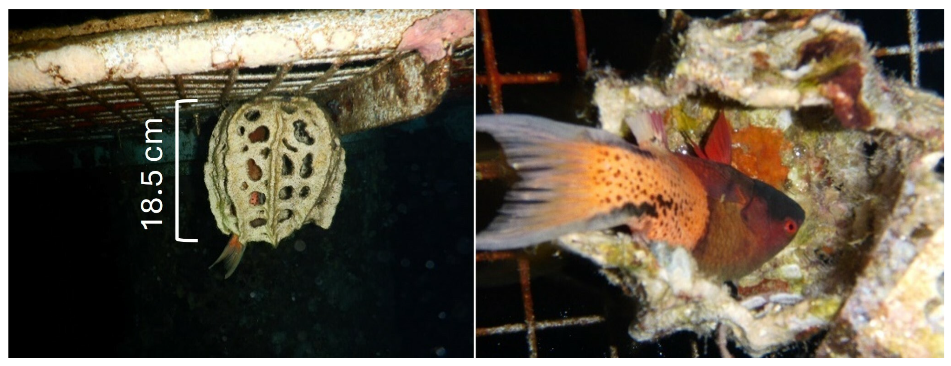 Jmse 12 00186 g005 Jmse 12 00186 g005