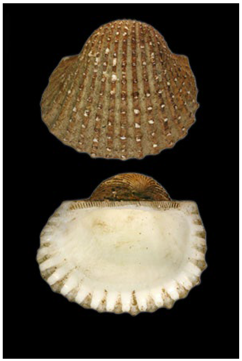 Jmse 13 01693 i003