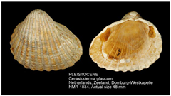 Jmse 13 01693 i005