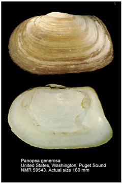 Jmse 13 01693 i006