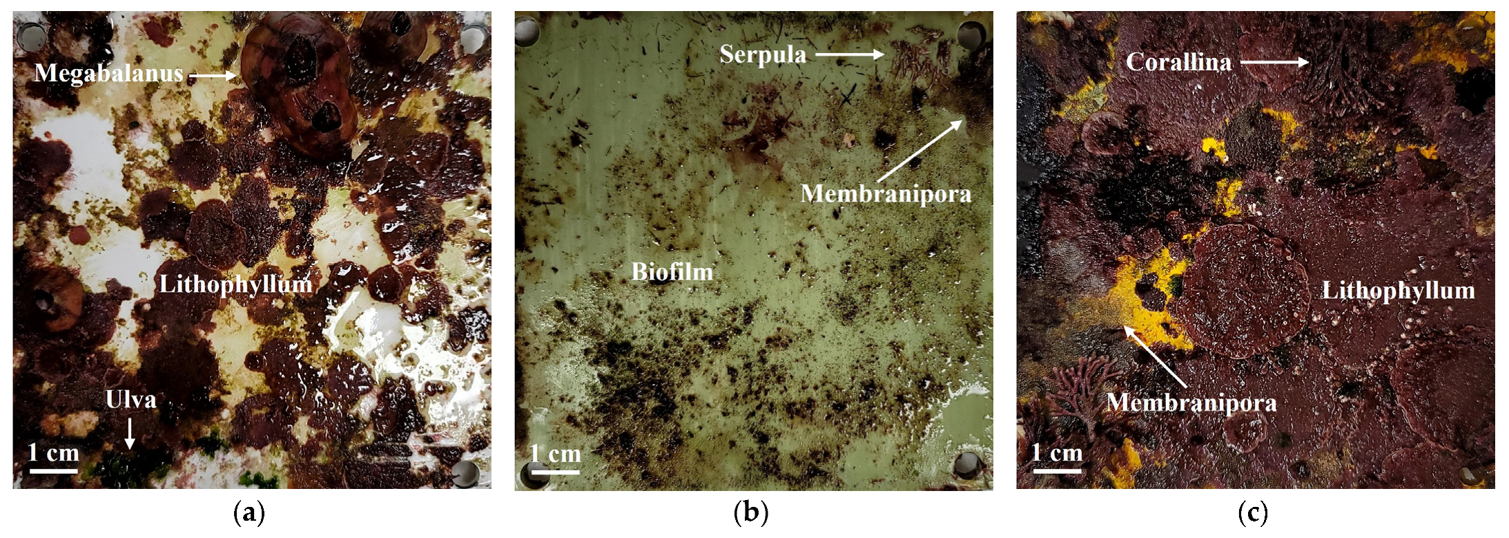 Jmse 13 01877 g006 Jmse 13 01877 g006