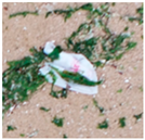 Jmse 13 01910 i005 Jmse 13 01910 i005