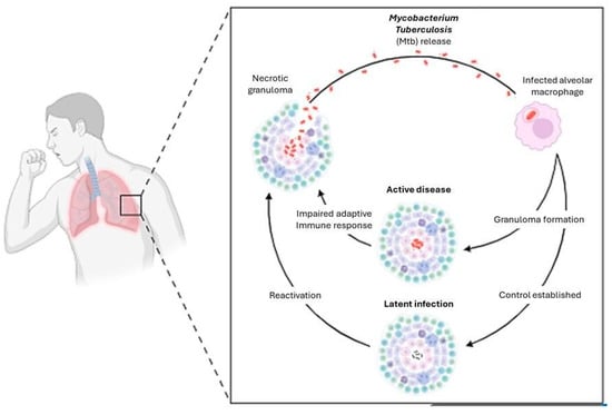 Schema of different states of tuberculosis infection: active or latent in the host.