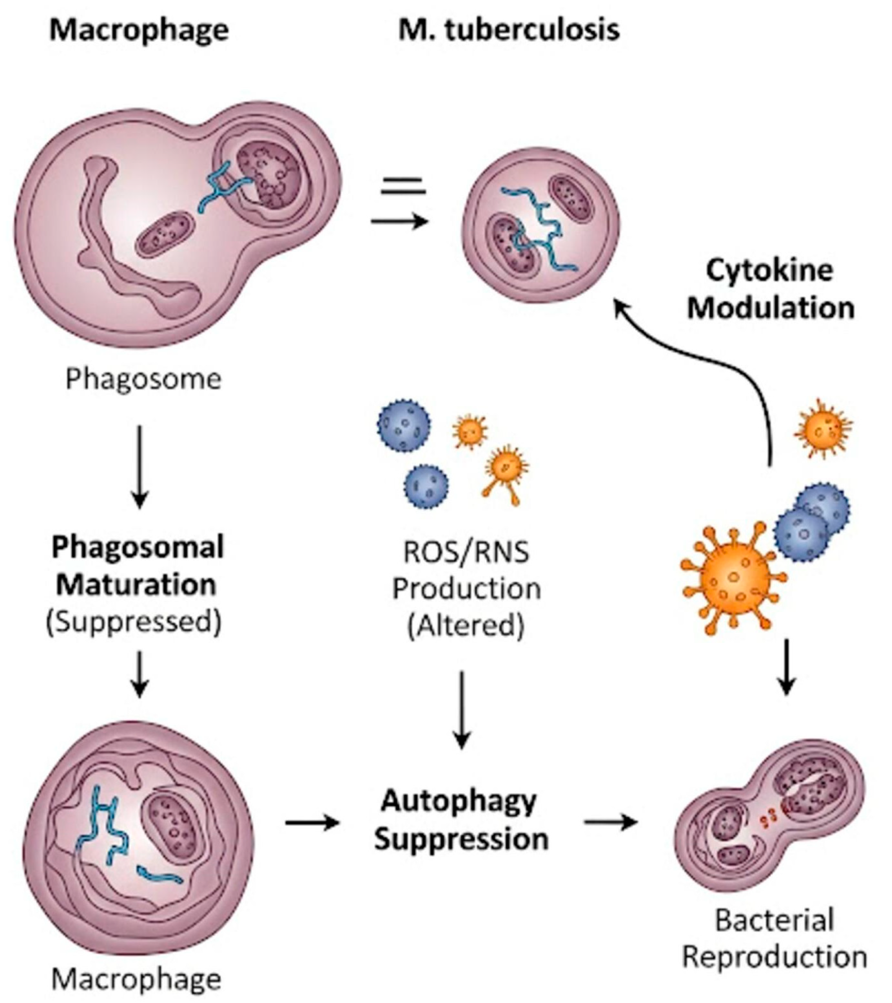 Jnt 06 00033 g004 Jnt 06 00033 g004