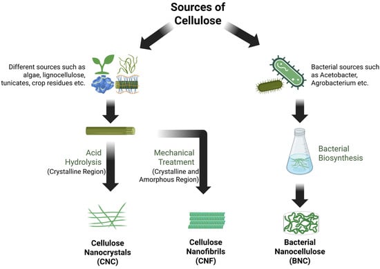 Isolation of different types of nanocellulose: cellulose nanofibril (CNF), cellulose nanocrystalline (CNC) and bacterial nanocellulose (BNC). Created with Biorender.com, accessed on 28 August 2025.