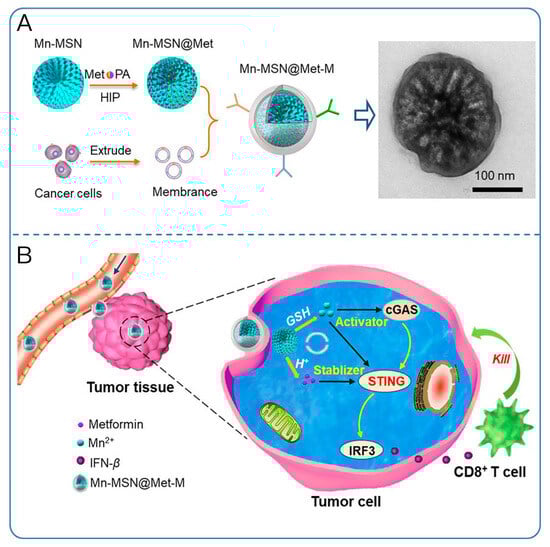 (A) Schematic illustration for the synthesis of Mn-MSN@Met-M NPs. (B) Mn-MSN@Met-M NPs increase the local Mn2+ ion and metformin concentration; further promote the activation of STING. Adapted from ref. [20], https://doi.org/10.1016/j.isci.2024.110150 (19 July 2024), under the terms of the CC BY NC 4.0 license, http://creativecommons.org/licenses/by-nc/4.0/. (19 July 2024).