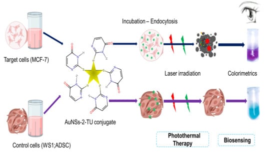 Characterization of functionalized AuNSs–2-TU: (A) UV–Vis absorption spectra; (B) FT-IR spectra; (C) 1H NMR spectra; (D) XRD pattern.