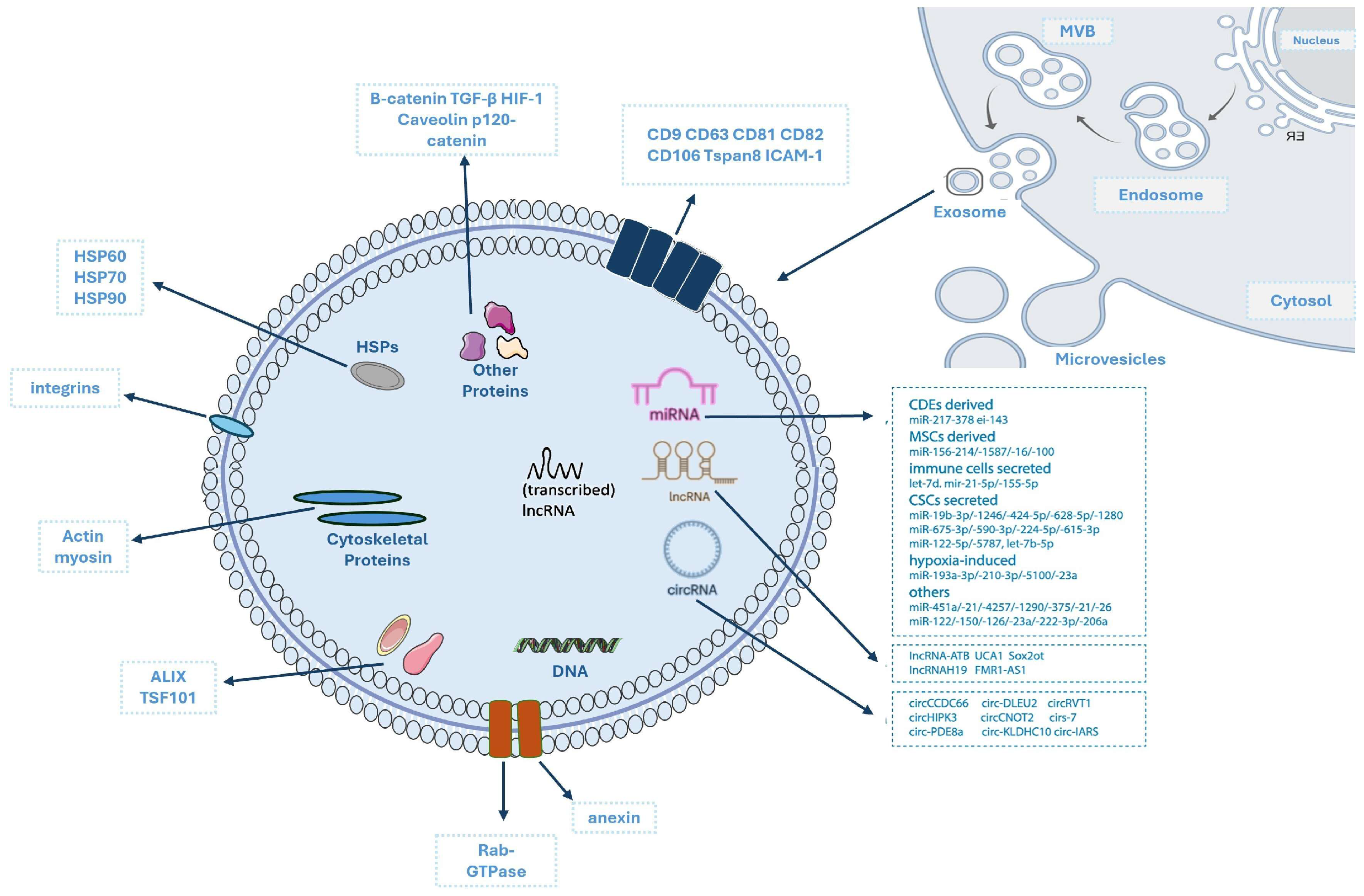 A Comprehensive Review of Engineered Bone Marrow Mesenchymal Stem Cell ...