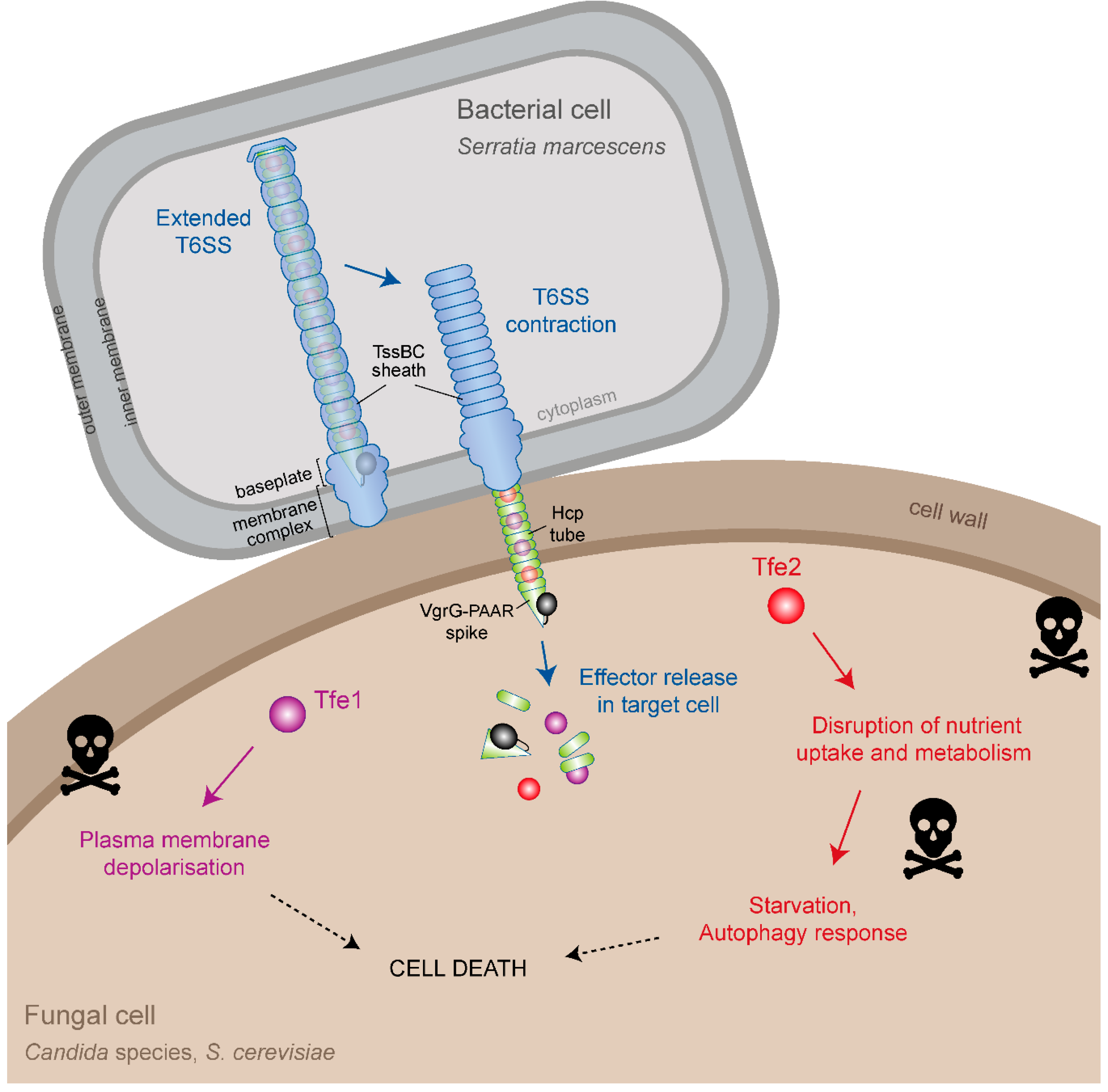 Jof 05 00050 g001 Jof 05 00050 g001