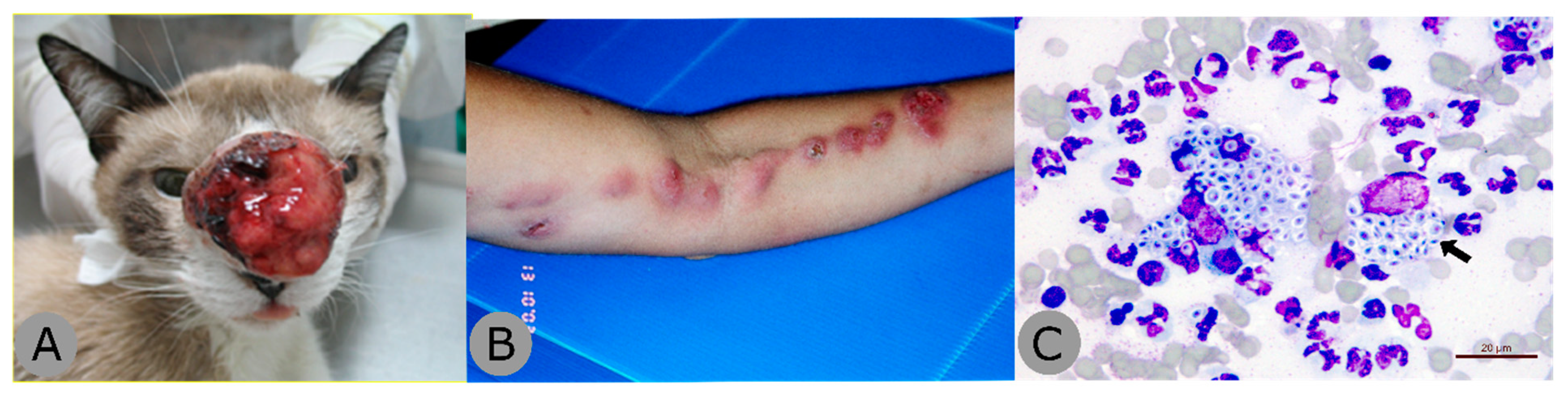 Jof 05 00067 g005 Jof 05 00067 g005