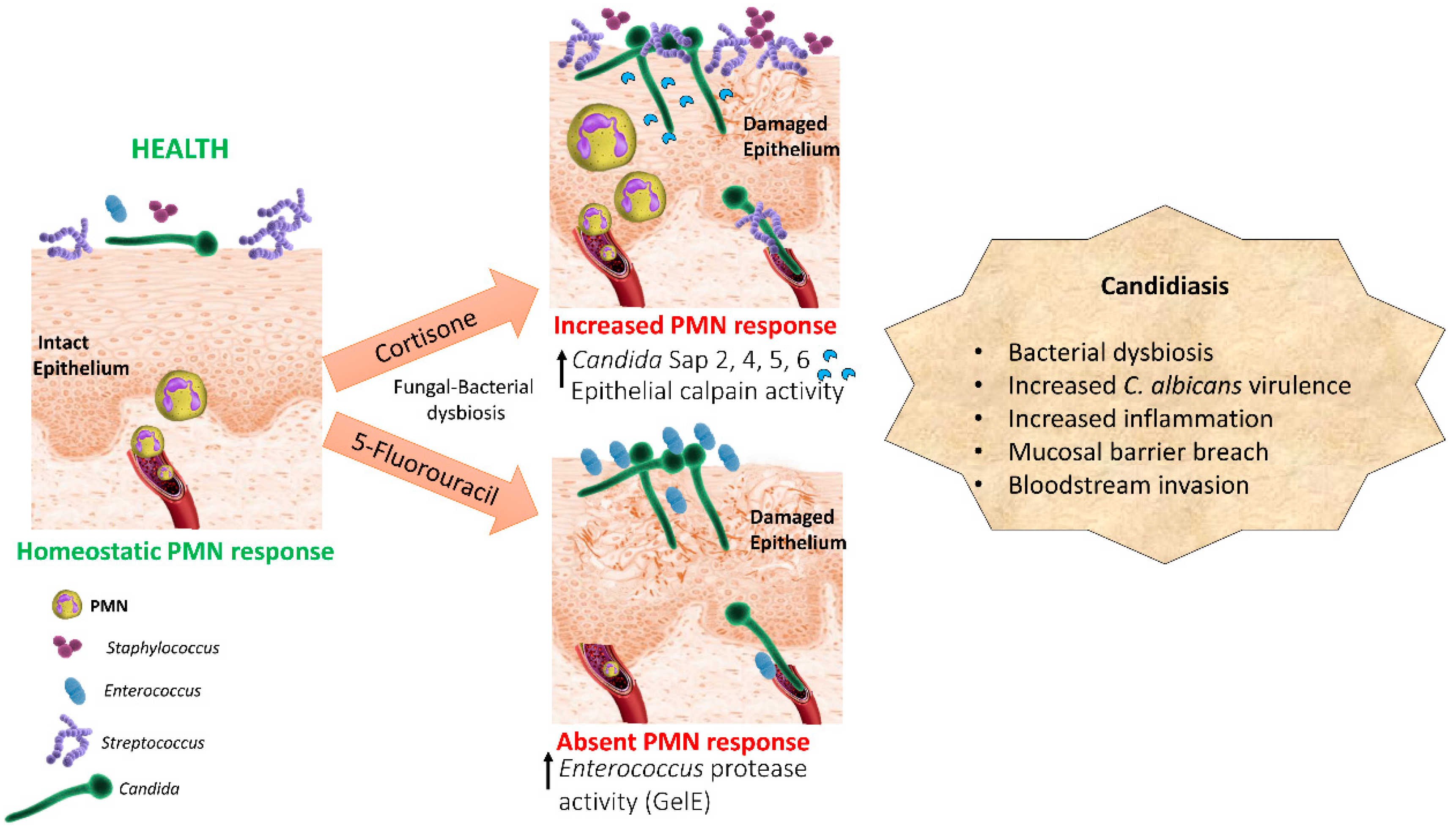Jof 05 00087 g001 Jof 05 00087 g001