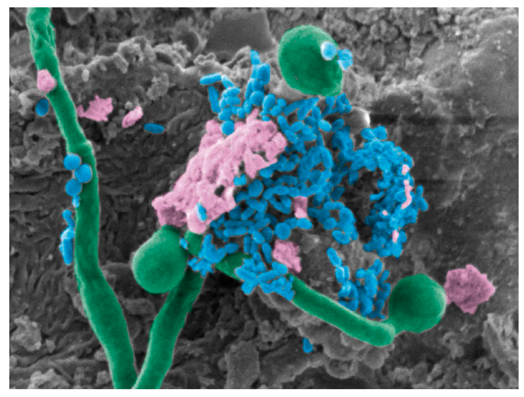 Jof 06 00015 g002 Jof 06 00015 g002