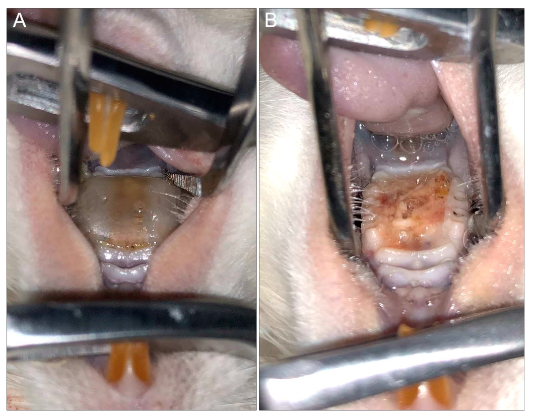 Jof 06 00015 g004 Jof 06 00015 g004