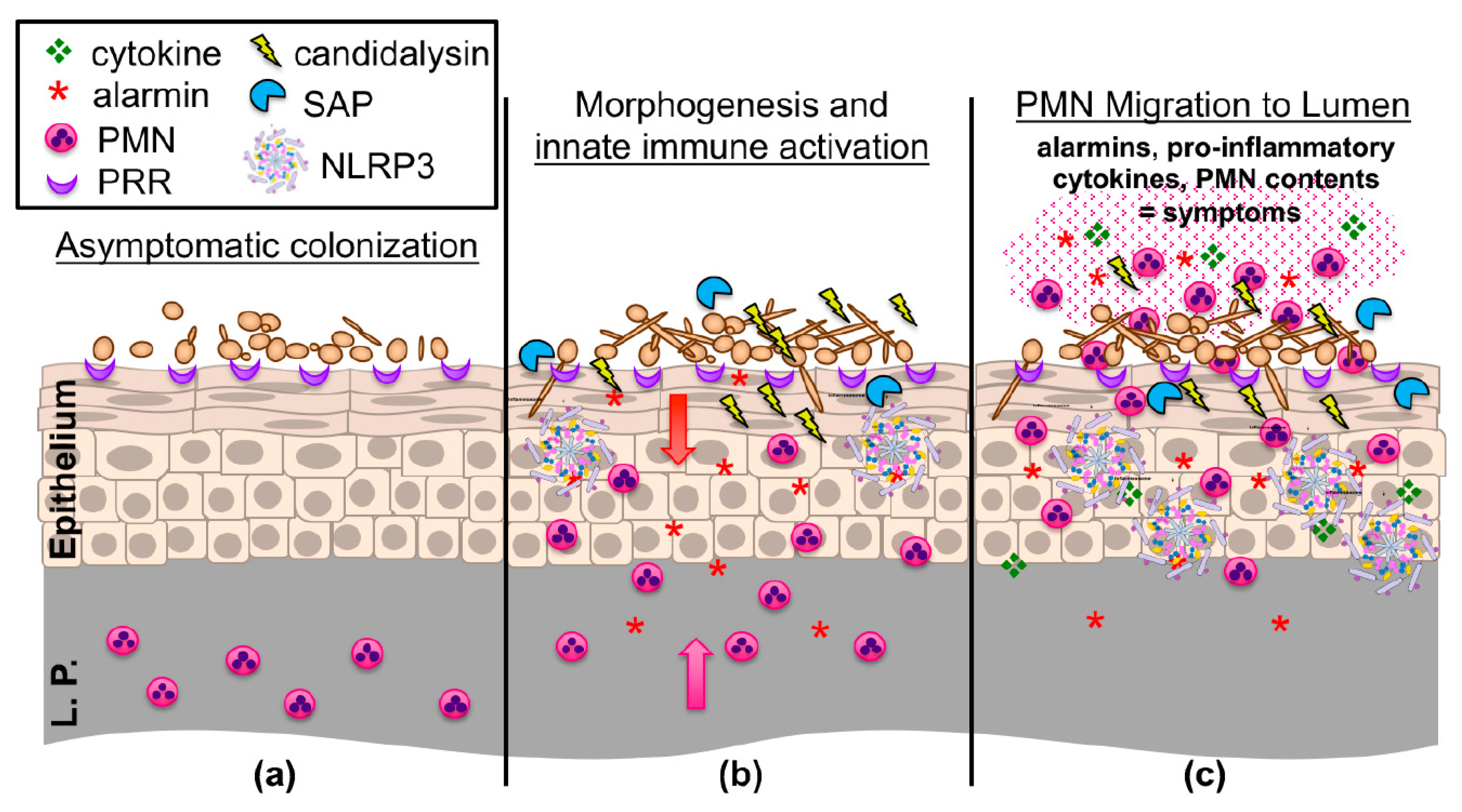 Jof 06 00027 g001 Jof 06 00027 g001