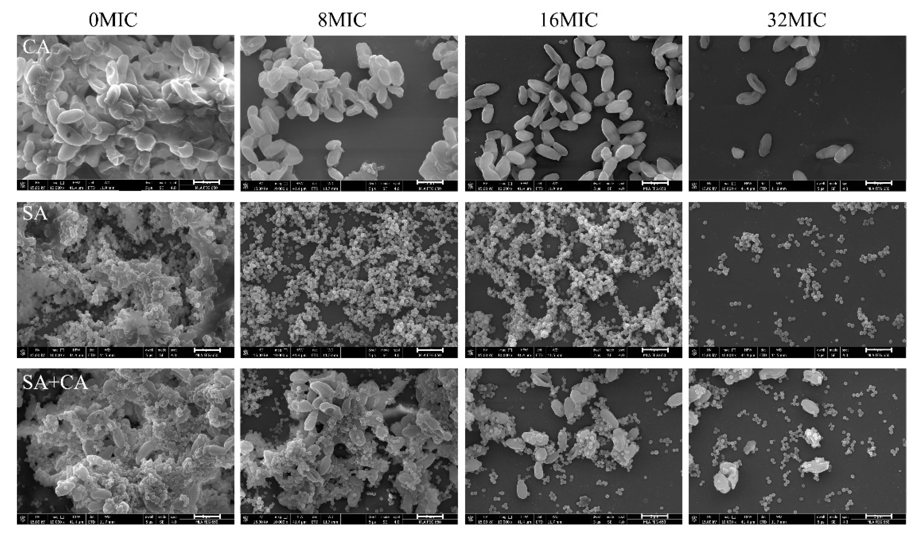 Jof 06 00045 g008 Jof 06 00045 g008