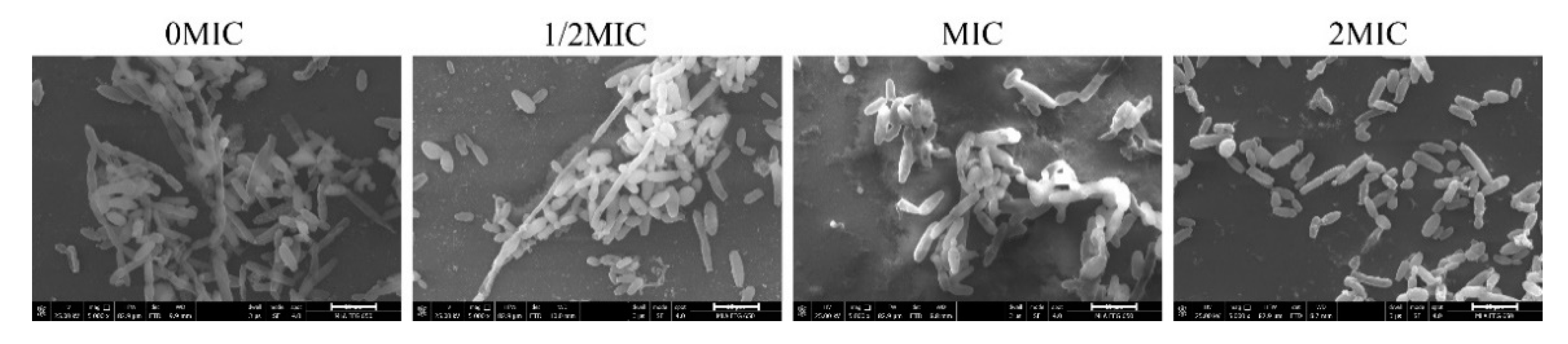 Jof 06 00045 g010 Jof 06 00045 g010