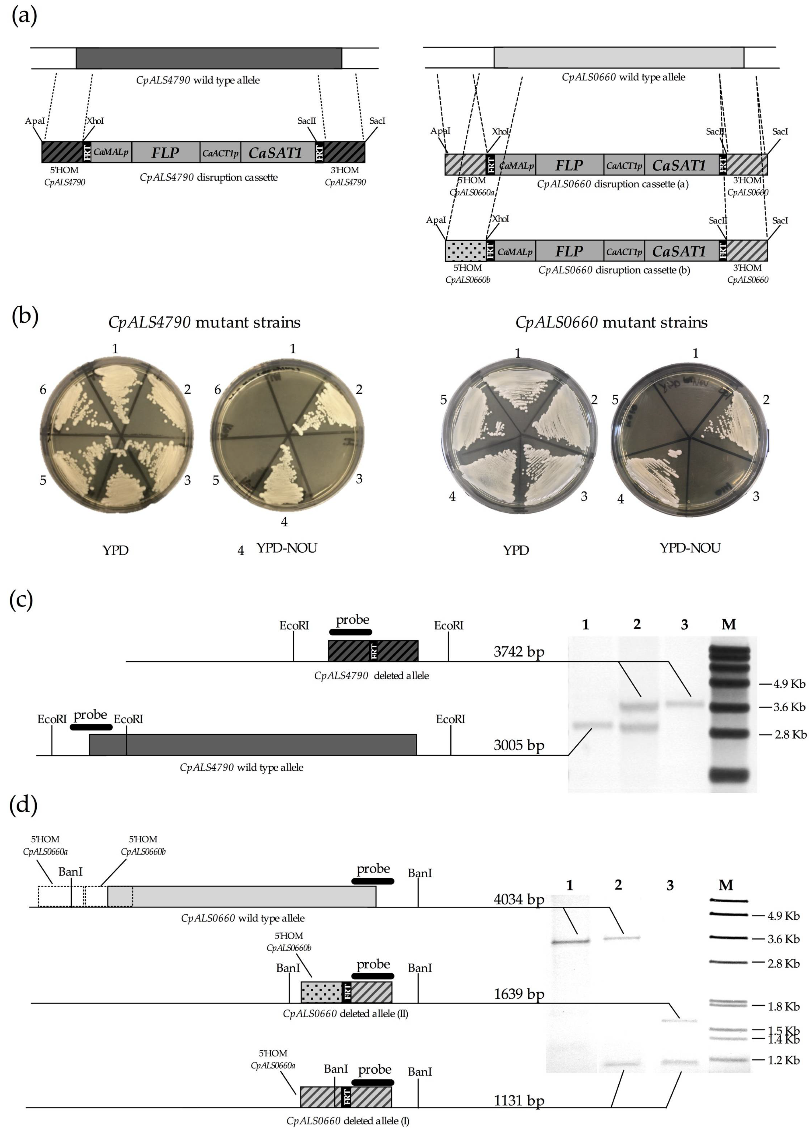 Jof 06 00086 g001 Jof 06 00086 g001