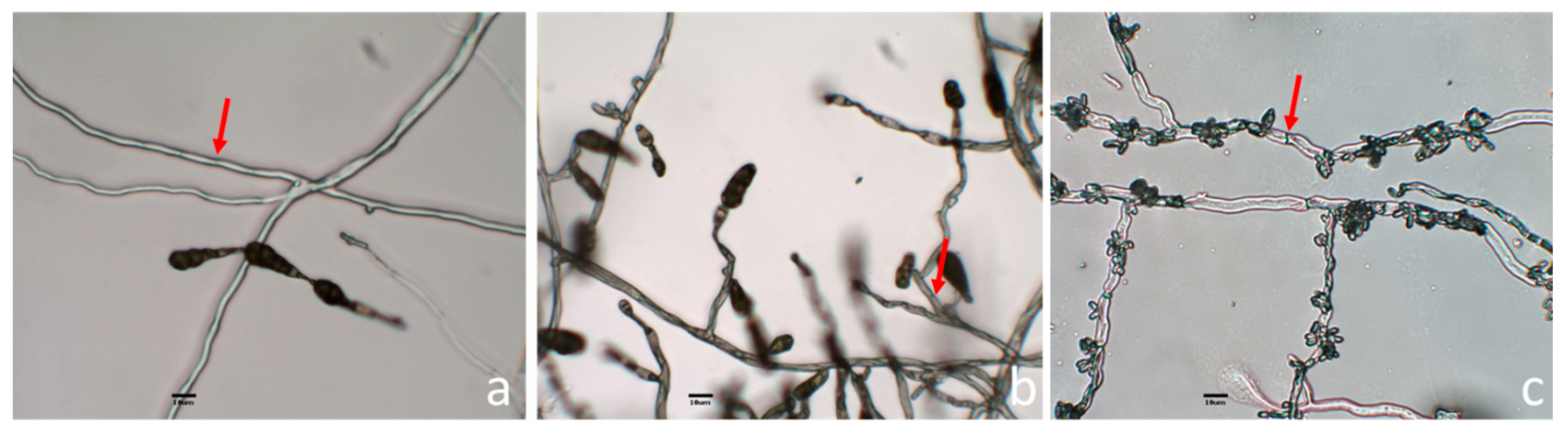 Jof 06 00149 g004 Jof 06 00149 g004