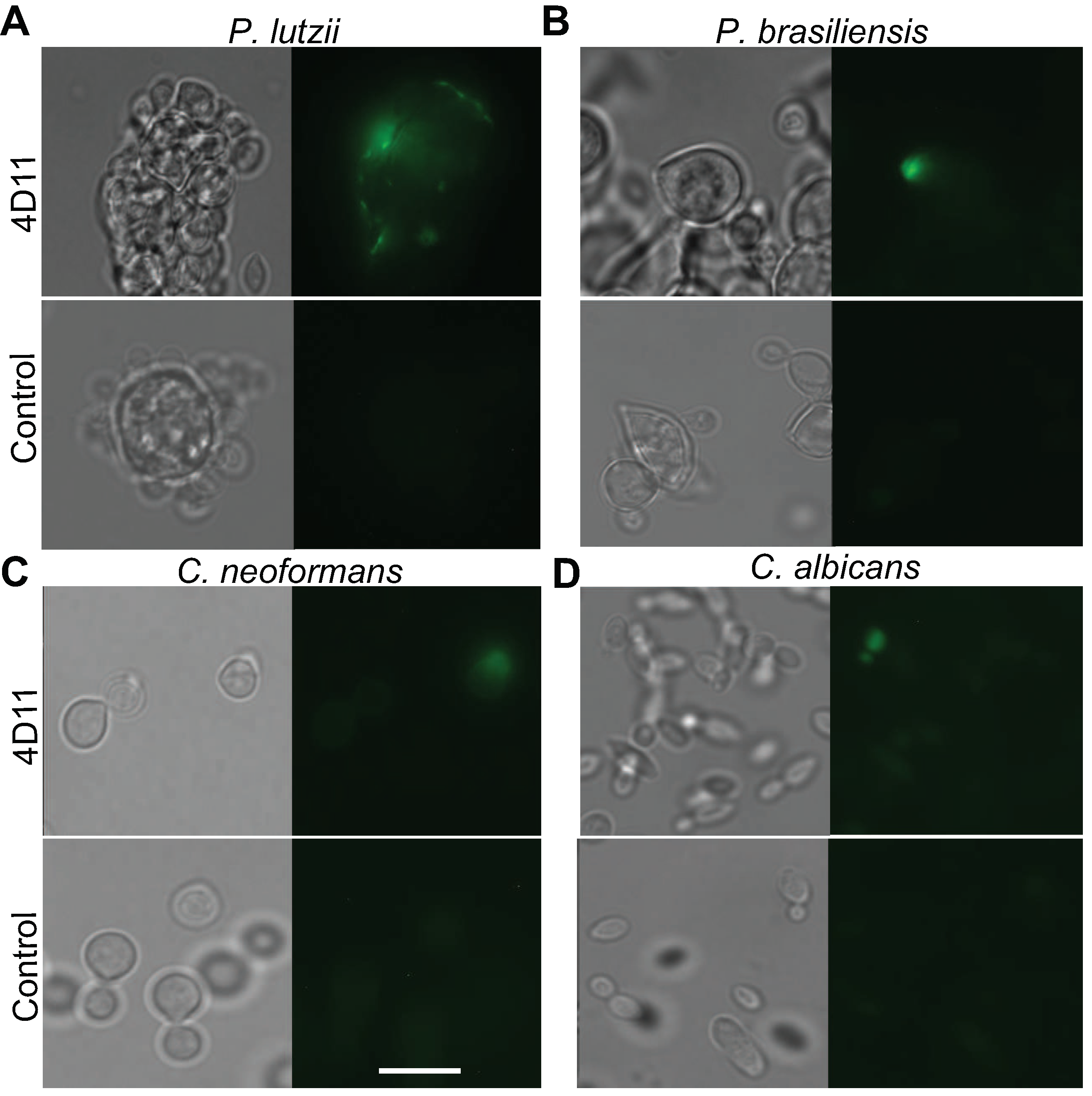 Jof 06 00193 g004 Jof 06 00193 g004