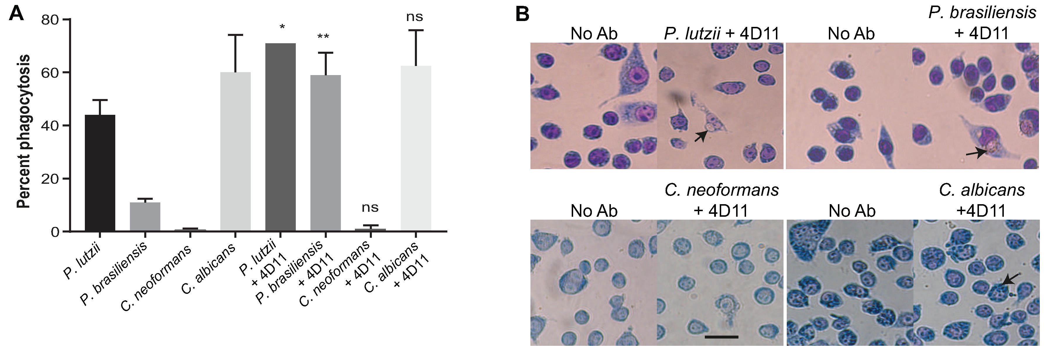 Jof 06 00193 g005 Jof 06 00193 g005
