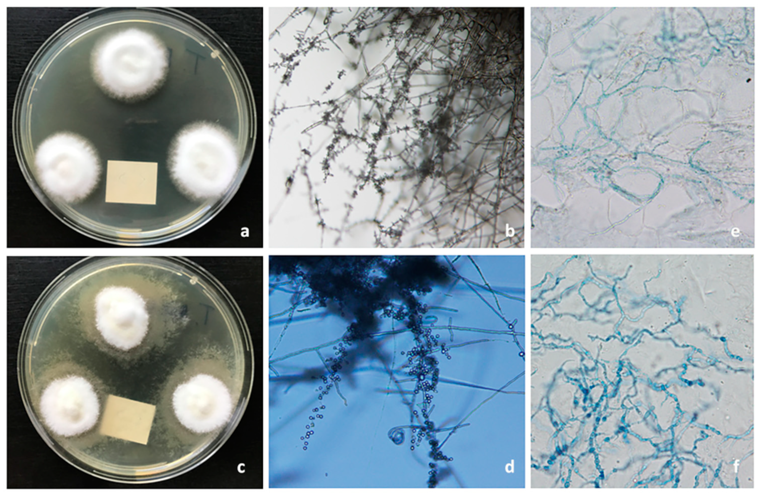 Jof 06 00214 g003 Jof 06 00214 g003