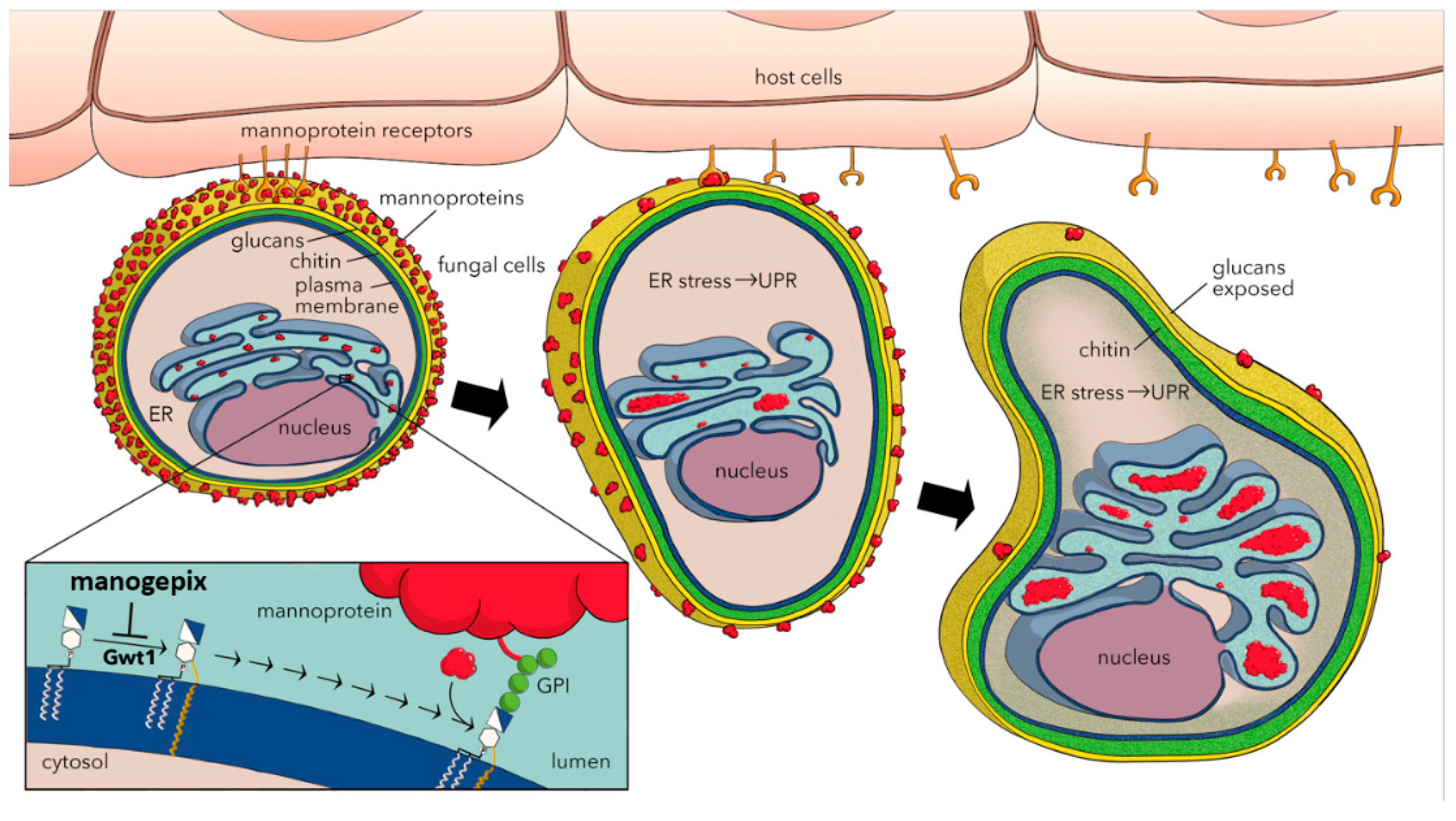 Jof 06 00239 g002 Jof 06 00239 g002