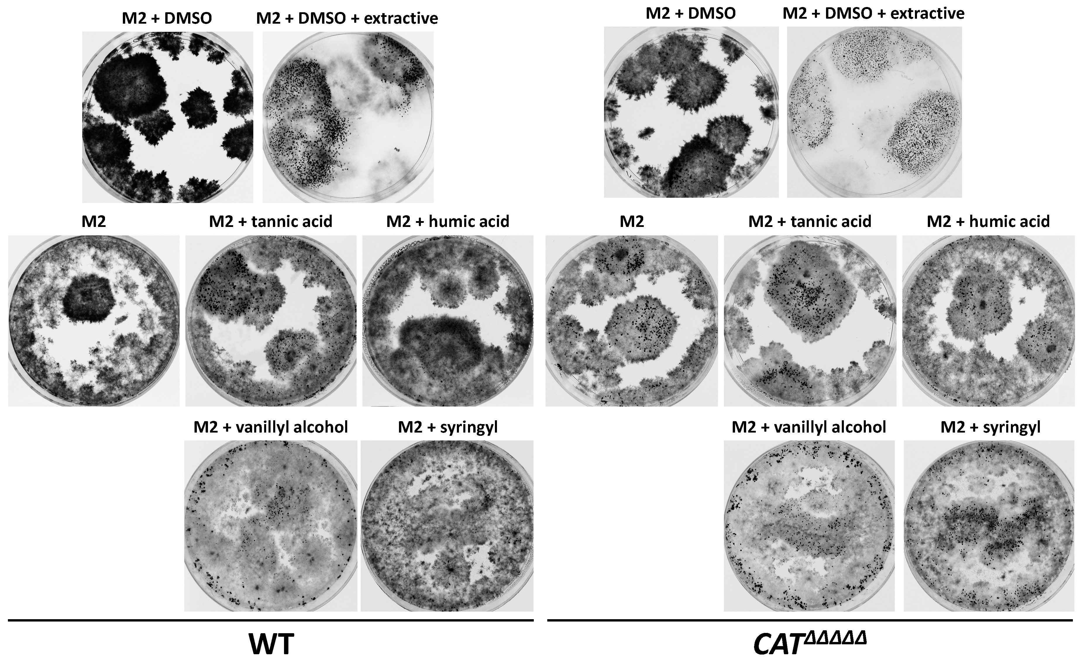 Jof 06 00278 g008 Jof 06 00278 g008