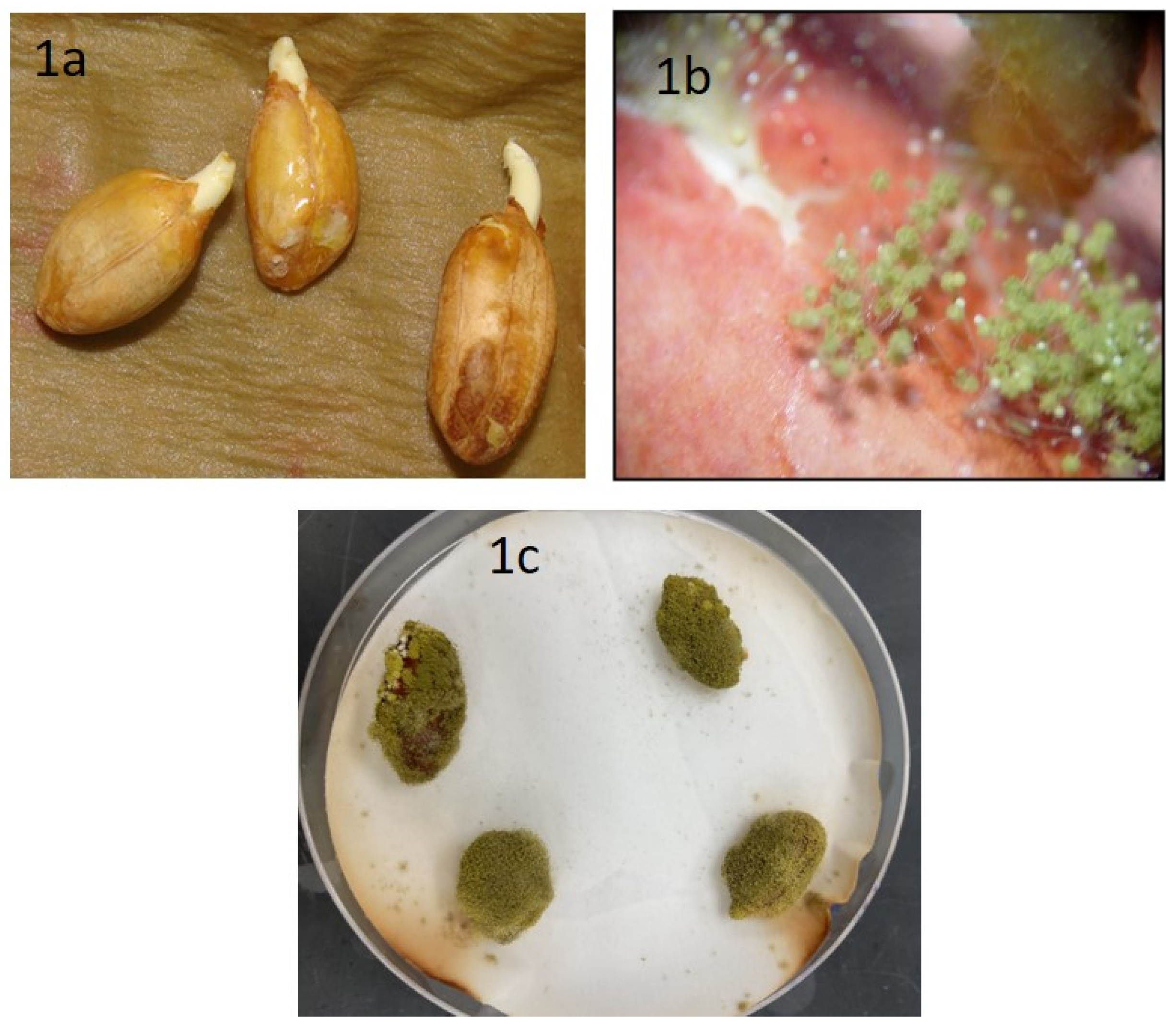 Jof 06 00383 g001 Jof 06 00383 g001