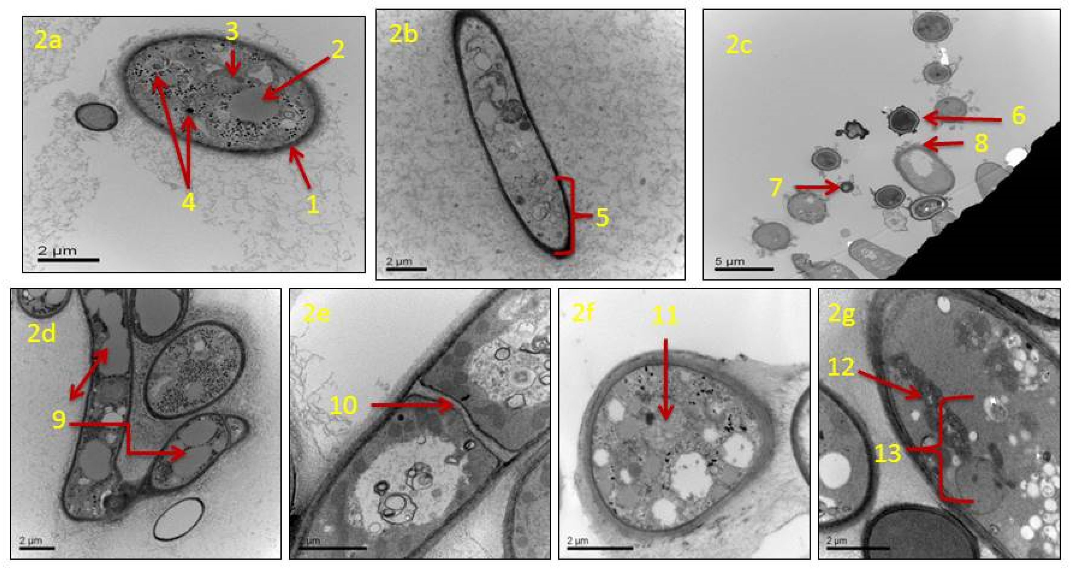 Jof 06 00383 g002 Jof 06 00383 g002
