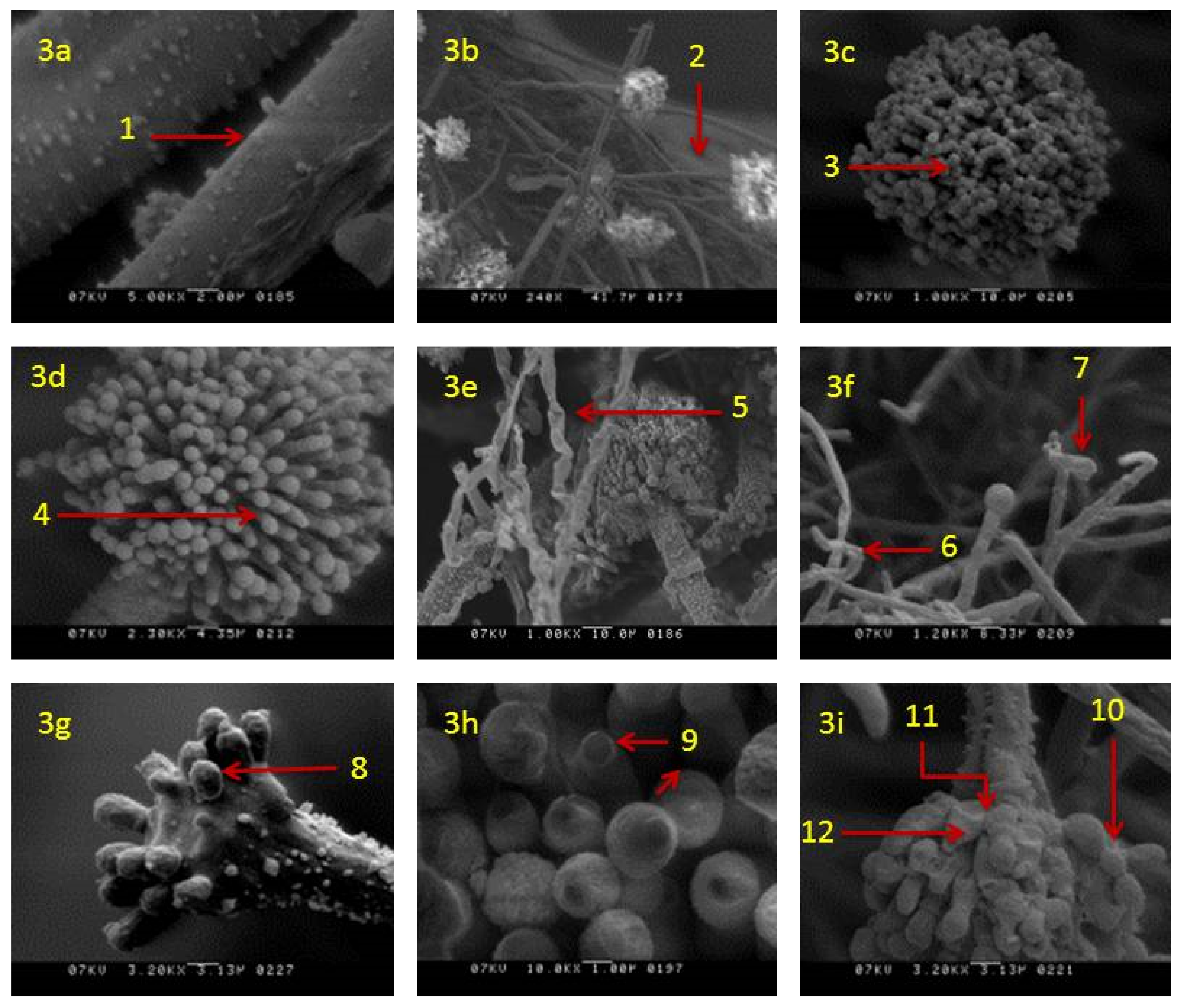 Jof 06 00383 g003 Jof 06 00383 g003