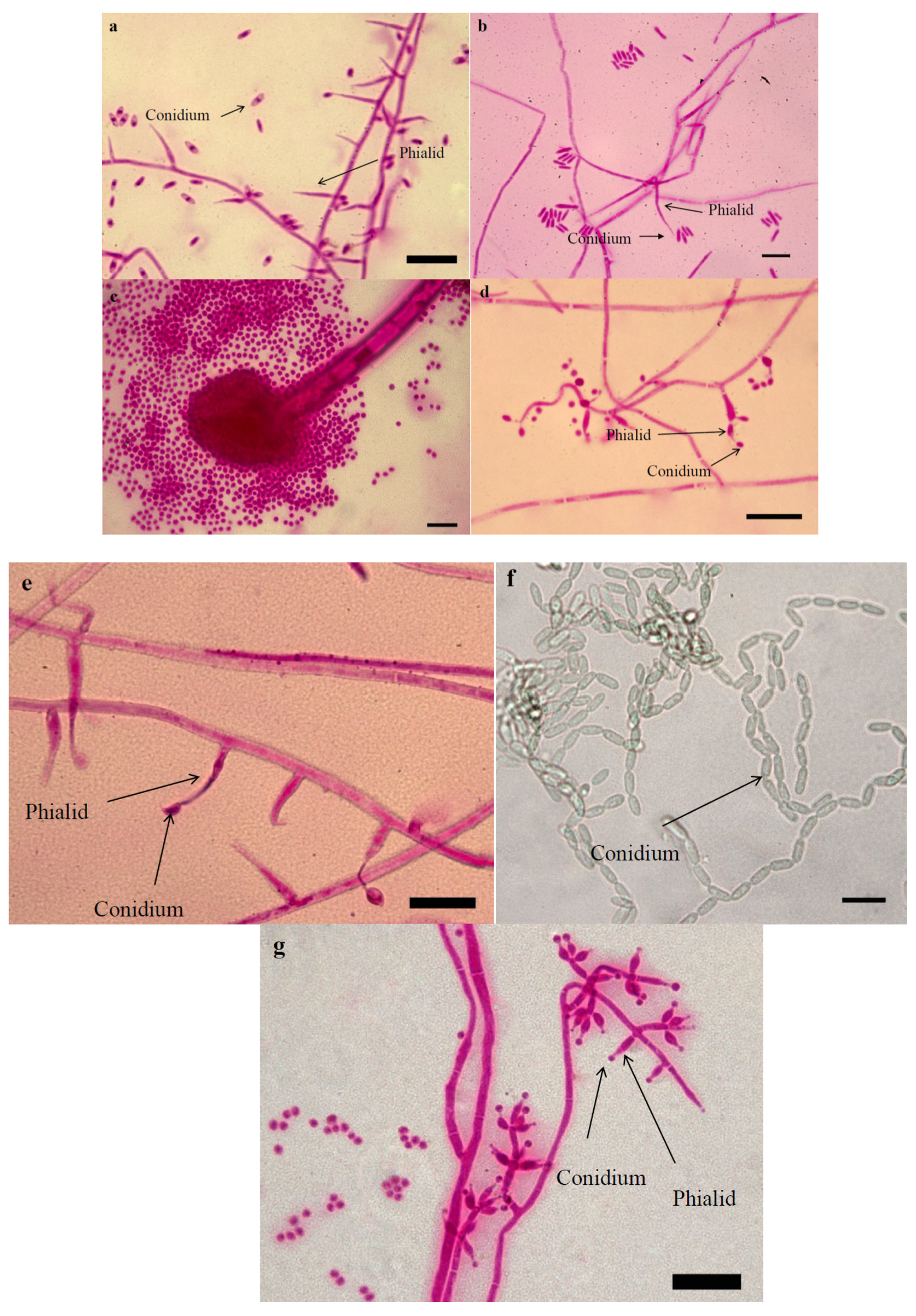 Jof 07 00034 g001 Jof 07 00034 g001