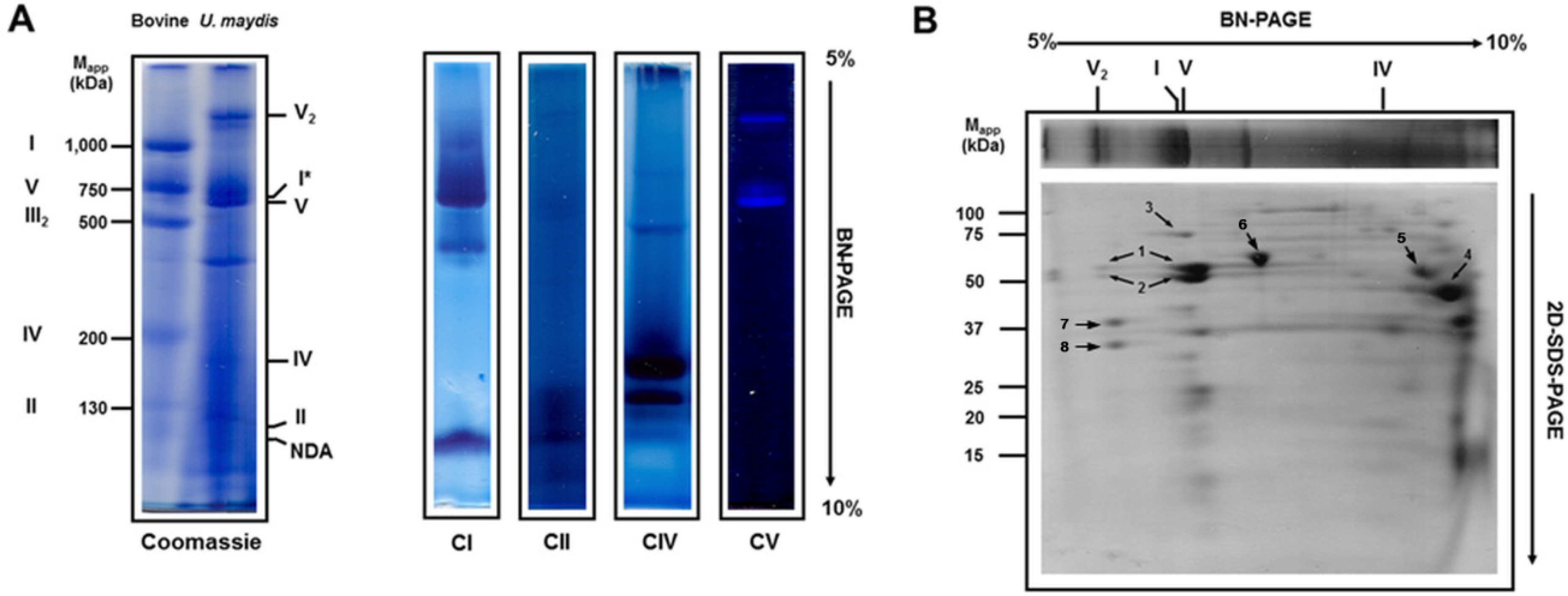 Jof 07 00042 g001 Jof 07 00042 g001
