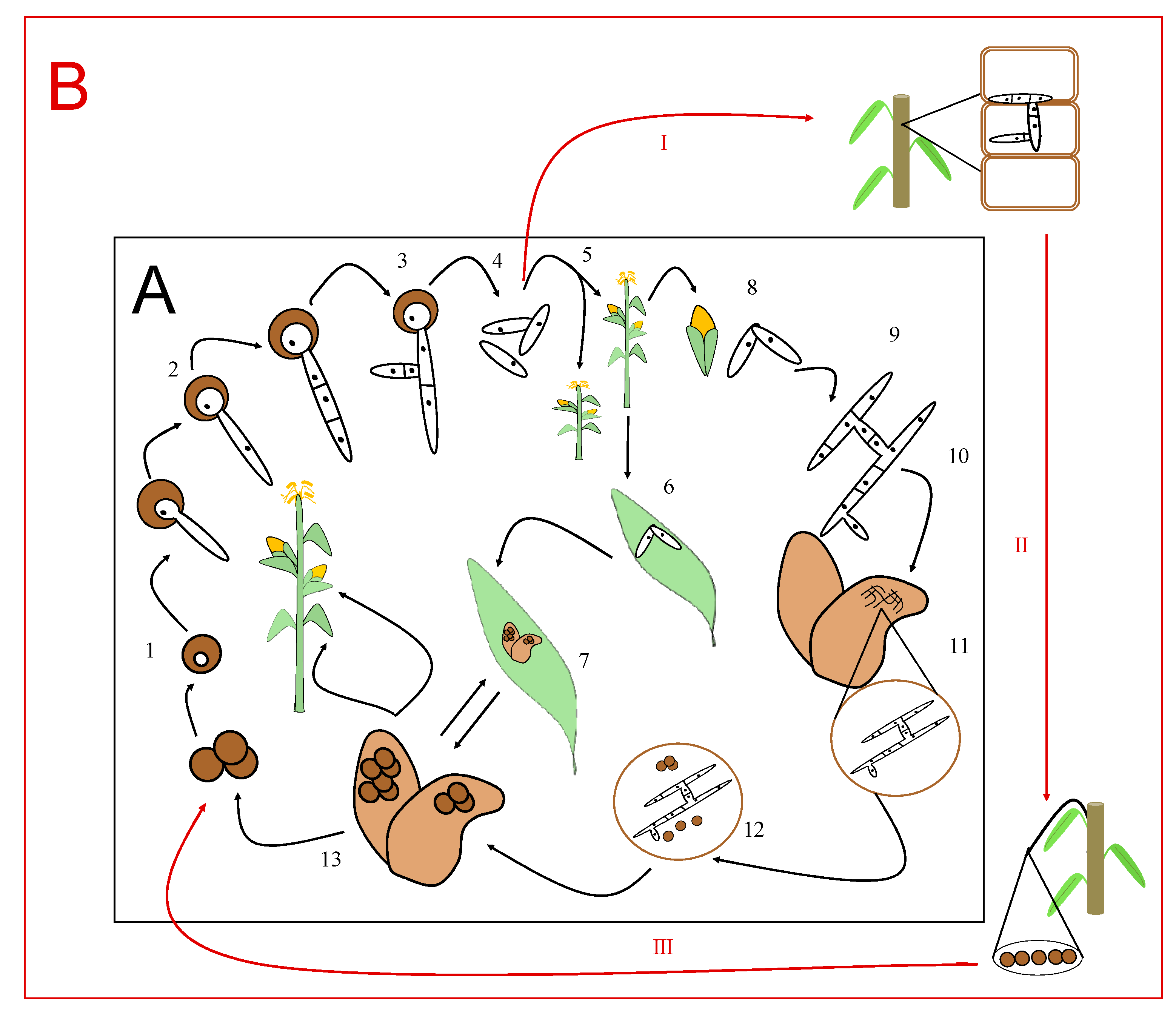 Jof 07 00044 g002 Jof 07 00044 g002